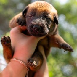 Onyx - Fawn male Belgian Malinois puppy in Lincoln, Nebraska from Nebraska K9