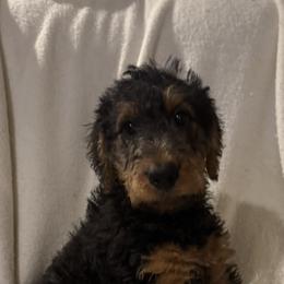Olivia - Black and tan female Airedale Terrier puppy in Thomasville, North Carolina from Beitzel Babies
