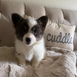 Aspen-full fluffy - Gray and white female American Corgi puppy in Decatur, Texas from Bar S Corgis