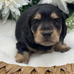 Ice - Blue and cream male Dachshund puppy in Exeter, California from Sawtooth Miniature Dachshunds