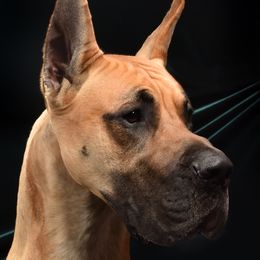 Great Danes from Simply Sublyme Great Danes