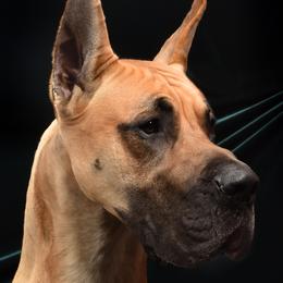 Great Danes from Simply Sublyme Great Danes