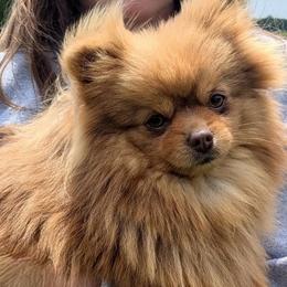 Baby - Chocolate and tan female Pomeranian puppy in Buck Valley, Pennsylvania from Buck Valley Pomeranians
