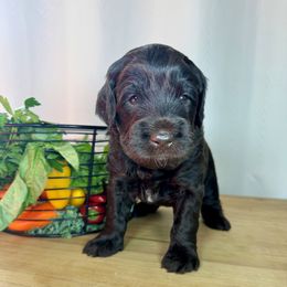 Pepper - Chocolate male Australian Labradoodle puppy in Warrensburg, Missouri from 4Leaf Labradoodles