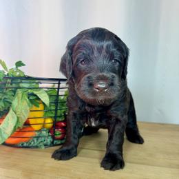 Pepper - Chocolate male Australian Labradoodle puppy in Warrensburg, Missouri from 4Leaf Labradoodles