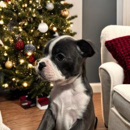 Payton - Blue female Boston Terrier puppy in Wildwood, Missouri from Belleville Bostons