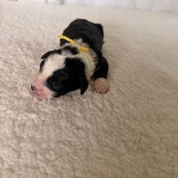 Supergirl - Black and white female Bernedoodle puppy in Luana, Iowa from Country View Bernedoodles and Goldendoodles