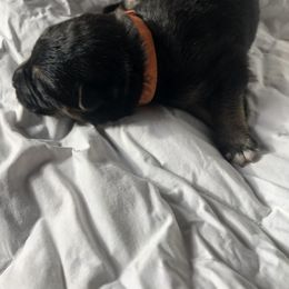 Pumpkin - Black and tan male German Shepherd puppy in Blairsville, Georgia from Black Sheep German Shepherds