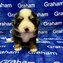 Lavender Collar - Black rust and white female Bernese Mountain Dog puppy in Comer, Georgia from Water Oak Farm
