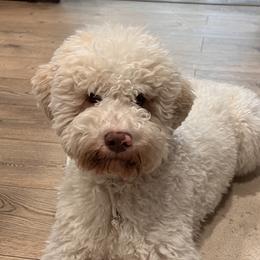 Clover - Lagotto Romagnolo