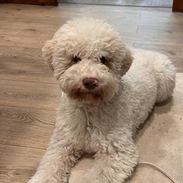 Clover - Lagotto Romagnolo