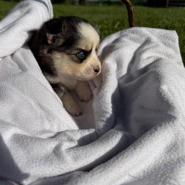Rebbie - Tri-color male Pomsky puppy in Wisconsin from Summer's Pomskies