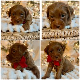Red collar - Red  male Goldendoodle puppy in Trenton, Tennessee from Pickard’s country Golden doodles