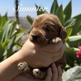 Sycamore Canyon's Summer - Caramel red female Australian Labradoodle puppy in Riverside, California from Sycamore Canyon Labradoodle