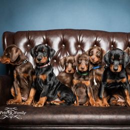Dalmatian and Doberman Pinscher Puppies from Lorelei Legends
