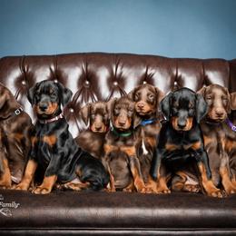 Dalmatian and Doberman Pinscher Puppies from Lorelei Legends