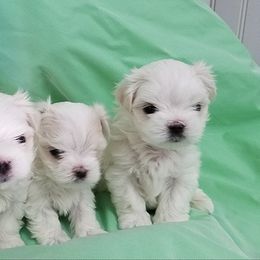 Maltese Puppies from Avante Maltese