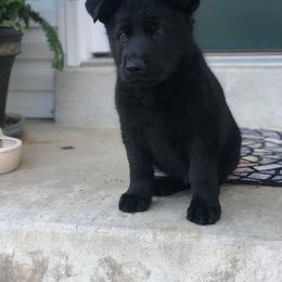 German Shepherd Puppies from Fallamhain German Shepherds