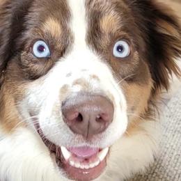 Australian Shepherds from Tate Farm Aussies