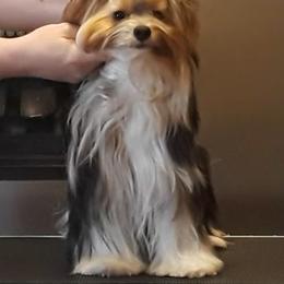 Biewer Terrier Puppies from Biewers von Lamel