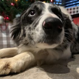 Australian Shepherds from SC Aussies