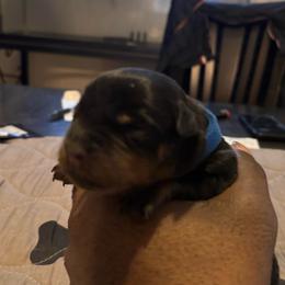 Boy 3 - Black and rust male Rottweiler puppy in Grand Rapids, Michigan from Rott-Squad Kennels