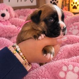 Pink - Fawn female Boxer puppy in Washington from Serenity Boxers