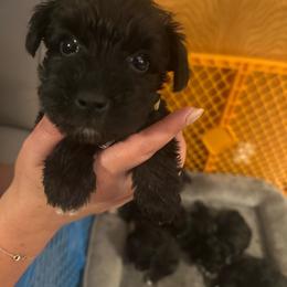 Kit Kat - Black female Miniature Schnauzer puppy in Lubbock, Texas from Schnazzy Schnauzers