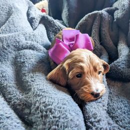Purple Girl - Apricot Goldendoodle puppy in Piedmont, South Carolina from Mountain Ridge Doodles