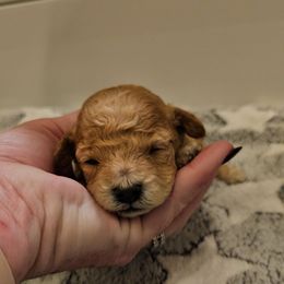 Buddy - Red  male Poodle puppy in Mapleton, Utah from Caboodles Of Poodles