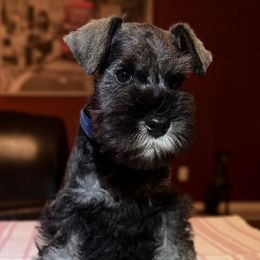 Mr Blue - Salt and pepper male Miniature Schnauzer puppy in Wildomar, California from My Angel Schnauzers