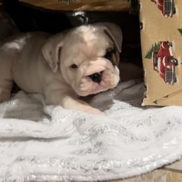 Bulldog Puppies from Eileen Gonzalez