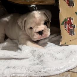 Bulldog Puppies from Eileen Gonzalez