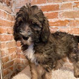 Tiger - Brown male Bernedoodle puppy in Ogden, Utah from Stanger Farms
