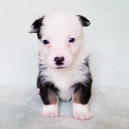 American Corgi and Pembroke Welsh Corgi Puppies from Whimsical Treasure Corgis