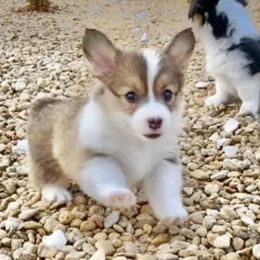 Pembroke Welsh Corgi Puppies from Campbell Ranch Corgis