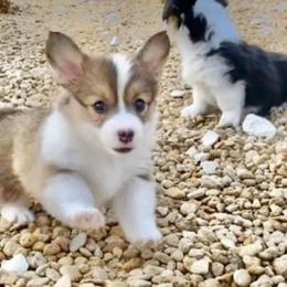 Pembroke Welsh Corgi Puppies from Campbell Ranch Corgis