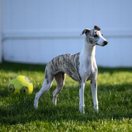 Whippet Puppies from Winstar Whippets