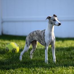 Whippet Puppies from Winstar Whippets