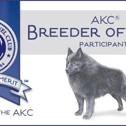 Schipperkes from Expedition Schipperkes