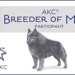 Schipperkes from Expedition Schipperkes