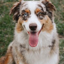 Leeli - Australian Shepherd