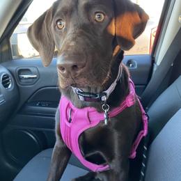Labrador Retriever All Grown Up from Little River Labradors
