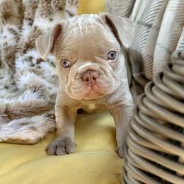 French Bulldog Puppies from The French Bulldog Company LLC
