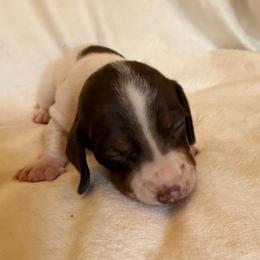 Chocolate male pie - Piebald male Dachshund puppy in Valley Springs, California from Robin’s Dachshunds
