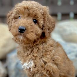 Ginny - Aussiedoodle puppy in Ivins, Utah from A Puppy Crush