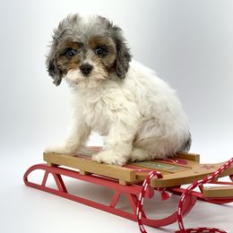 Cupid - Merle male Cavapoo puppy in Melissa, Texas from Southern Love Cavapoos & Maltipoos