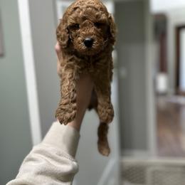 Goldendoodle and Maltipoo Puppies from Prairie Paws