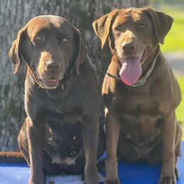 Labrador Retrievers from Cane Creek Labradors