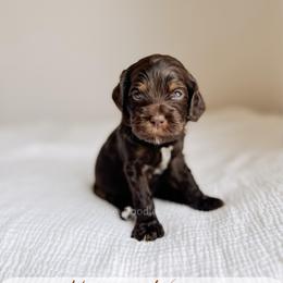 Martha's Vineyard - Chocolate female Australian Labradoodle puppy in Syracuse, Indiana from The Doodle Cove